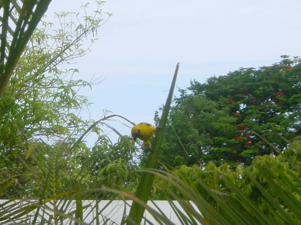La Réunion 2004